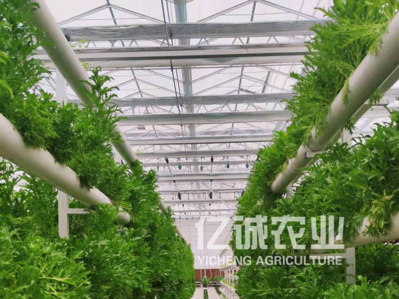 無(wú)土栽培大棚建設(shè)